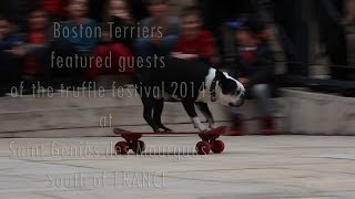 3 Boston Terriers tricks [upl. by Beaudoin]