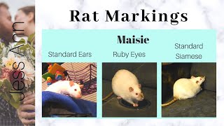 My Rat Types Markings and Colors  Pet Rat Varieties [upl. by Rockel]