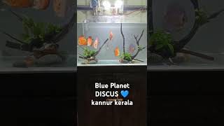 Breeding size Discus fish available Location kannur for serious buyers please contact 8921858513 [upl. by Akemhs]