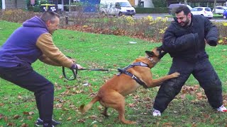 JM se fait attaquer par un chien policier [upl. by Llerdnod]