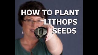 How to Plant Lithops Seeds plus Dirty Little Lithops Secrets [upl. by Welcher]