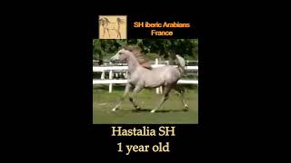 Arabian horse pur sang arabe  Hastalia SH [upl. by Htez]