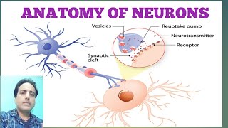 About neurones and its transmission of signal through neurotransmitter [upl. by Nollahp943]