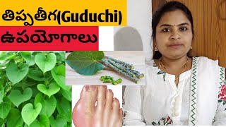 Guduchi  Giloy Benefits in Ayurveda How to use Guduchi Kashayam for Immunity  Dr Soumya devara [upl. by Yrevi]