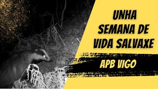 Unha SEMANA máis de vida SALVAXE nunha zona PERIURBANA de GALICIA galicia apbvigo natureza [upl. by Aksel243]