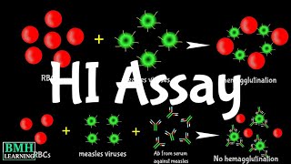 Hemaglutination Inhibition Assay  HI Assay  HAI Assay [upl. by Ailicec786]