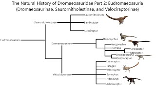 Derived Dromaeosaurs Eudromaeosaurs  The Natural History of Life [upl. by Ayekehs399]