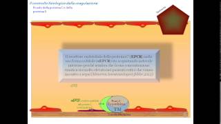 fisiopatologia della coagulazione il controllo fisiologico la fibrinolisi e inibitori [upl. by Lear]