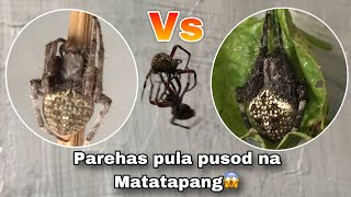 Matatapang na Pula pusod🕷 Gagamba Spider Fight sino kaya mas matapang jan Ganda ng laro [upl. by Fagaly]