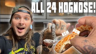 All 24 of my HOGNOSE SNAKES IN ONE VIDEO [upl. by Arada]