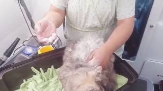 Magic matt removal on a cat [upl. by Aliled]