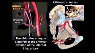 Obturator Artery  Everything You Need To Know  Dr Nabil Ebraheim [upl. by Ecitnirp]