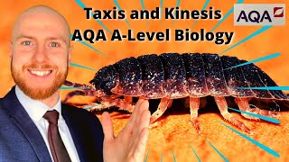 Taxis and Kinesis AQA ALevel Biology [upl. by Cordie]