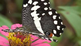 Chequered Swallowtail Papilio Demoleus [upl. by Eenahc922]