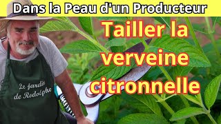 Comment tailler et entretenir la verveine citronnelle en pot et en pleine terre [upl. by Humfried]