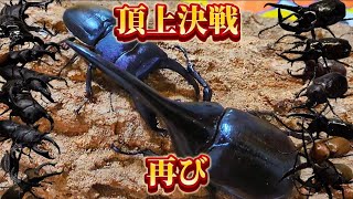 カブトムシ第2回世界最強カブトVSクワガタ全面対決クワガタ [upl. by Arratahs]