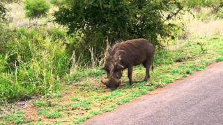 Warthog the quotPumbaaquot in Lion King  Kruger National Park South Africa [upl. by Yzeerb]