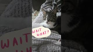 Telling my cat we are adopting a puppy funncats funny subscribe funnyanimls catstagram [upl. by Nowahs827]