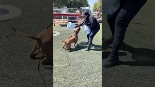 Muzzled fendoff with RED the americanbully — dogtraining protectiondog dogtrainer [upl. by Melinde]