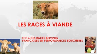 Mon top 6 des races à viande bovine [upl. by Pond]