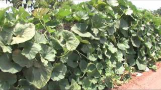 Cucuzza Squash Harvest  August 2011 [upl. by Einehpets212]