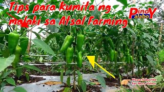 BELL PEPPER FARMING  Mga dapat gawin para sa masaganang Harvest [upl. by Cortie]