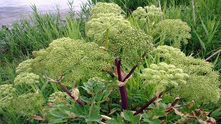 Propiedades Medicinales De La Angélica Planta Medicinal Angelica archangelica L [upl. by Lidda322]