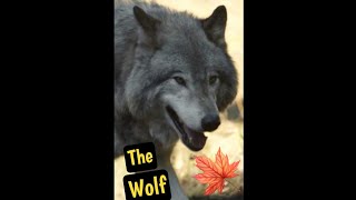 The Wolf Quick Facts About Canada’s Majestic Predator [upl. by Lohcin441]