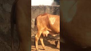 Top quality gir cow second lactation heavy milking cow for sel 7568690962 [upl. by Assyla60]