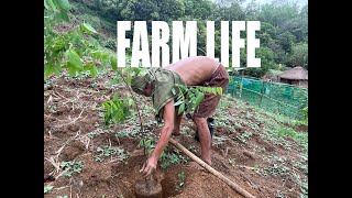 Planting grafted fruit trees in our farm shinemoreph farming foryou [upl. by Skell]