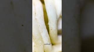 Fact OR CAP  Microscopic MITES in 2 minute Noodles [upl. by Allin]