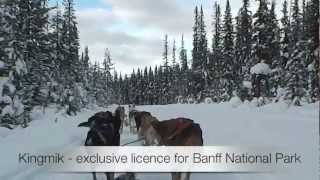 Dogsledding in Banff National Park [upl. by Elnora]