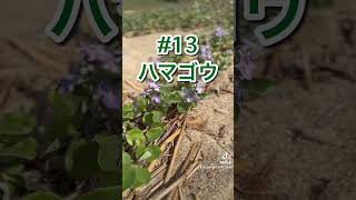 バヂスの植物図鑑No13 [upl. by Eeliak]