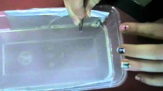 simple electrophoresis experiment [upl. by Amihsat]