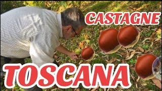 “GIANNELLI” Luciano Martelli pensionato dedica il suo tempo al bosco di castagni come 100 anni fa [upl. by Enimisaj]