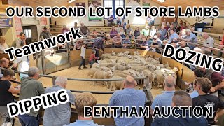 Bentham auction second sale store lamb trade DIPPING DOZING and TEAMWORK [upl. by Inverson]