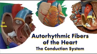 Autorhythmic Fibers of the Heart The Conduction System [upl. by Beitch828]