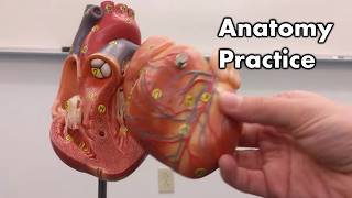 Heart Anatomy  Review and Quiz [upl. by Anitnatsnok]