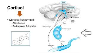 Charla Magistral Insuficiencia Suprarrenal [upl. by Aneehsar]