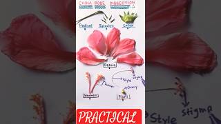 Hibiscus 🌺 rose Dissection practical practical biology shorts video [upl. by Abigael]