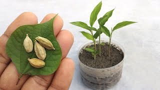 Grow cardamom from seeds  Grow Properly at home  Grow plants from seeds [upl. by Osborne]