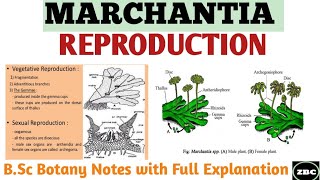 MARCHANTIA Reproduction in Marchantia Gametophytic Generation Bsc Botany Notes ZBC [upl. by Sillyrama]