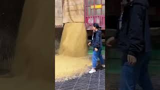 Unloading process of the grain into the barn [upl. by Dnamron]