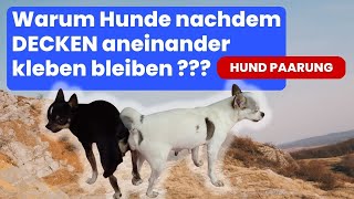 Warum Hunde nachdem DECKEN ❤️ aneinander kleben bleiben Hund Paarung [upl. by Trillby]