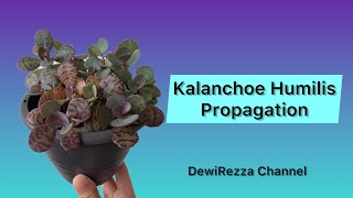 Kalanchoe Humilis Propagation  Succulent propagation [upl. by Heger]