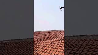 Drama Altan Pagi ini freefly parrot parrotlover pets fypシ゚viral viralvideo shorts [upl. by Fai]