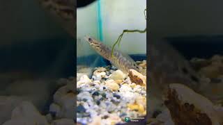 Baby Channa Bleheri snakehead 2 months later [upl. by Quintessa891]