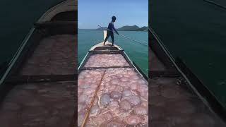 បច្ចេកទេសនេសាទ​ ជម្ពុះទឹក​ fishing fish fishingvideo [upl. by Sirroned]