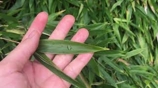 Phyllostachys aurea yellow bamboo [upl. by Nahgrom738]