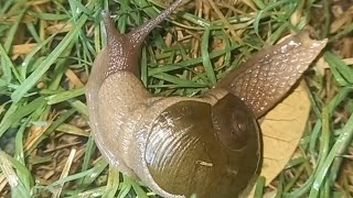 snail  slug Cantareus apertus gastropod shell snails nature shell animals photography [upl. by Evod]